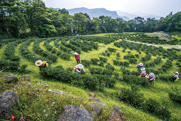 【2018一百強】無畏進口茶  台灣農林要你安心喝台茶