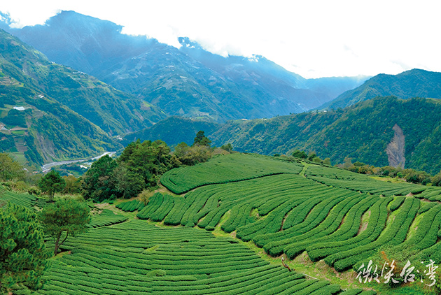 世大運選手指定台灣茶，二代茶農的零里程茶園