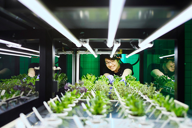 【社企流】自己的食材自己種！IKEA在店前種萵苣，直送供應門市餐廳
