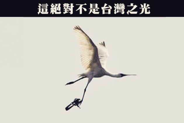 【專欄】邱銘源：又見黑面琵鷺拖著獸鋏飛行　台灣的動保出了什麼問題？