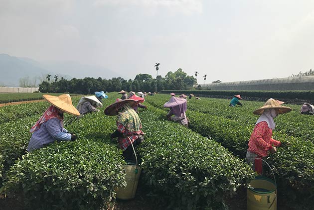 昇恆昌，打造CSR+新企業社會責任　扶植在地小農，為「臺灣」這個名字而努力