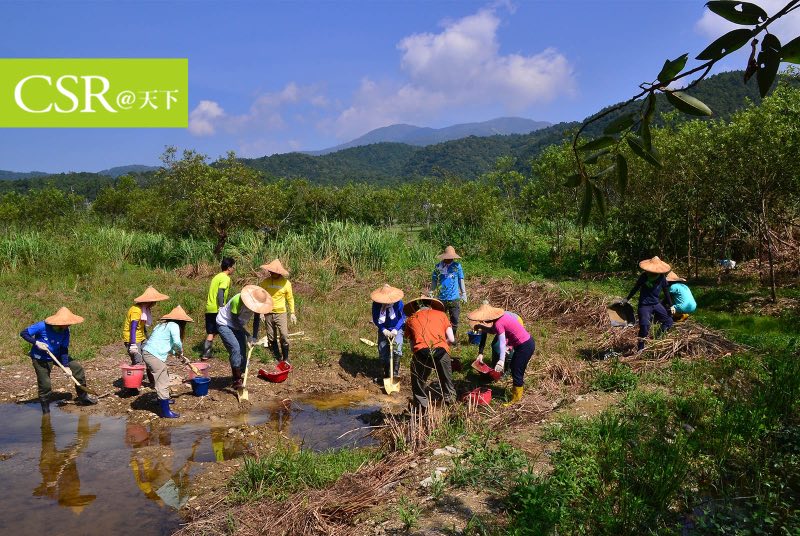【2020CSR一百強】讓食蟹獴重回國寶濕地　緯創推動雙連埤生態保育