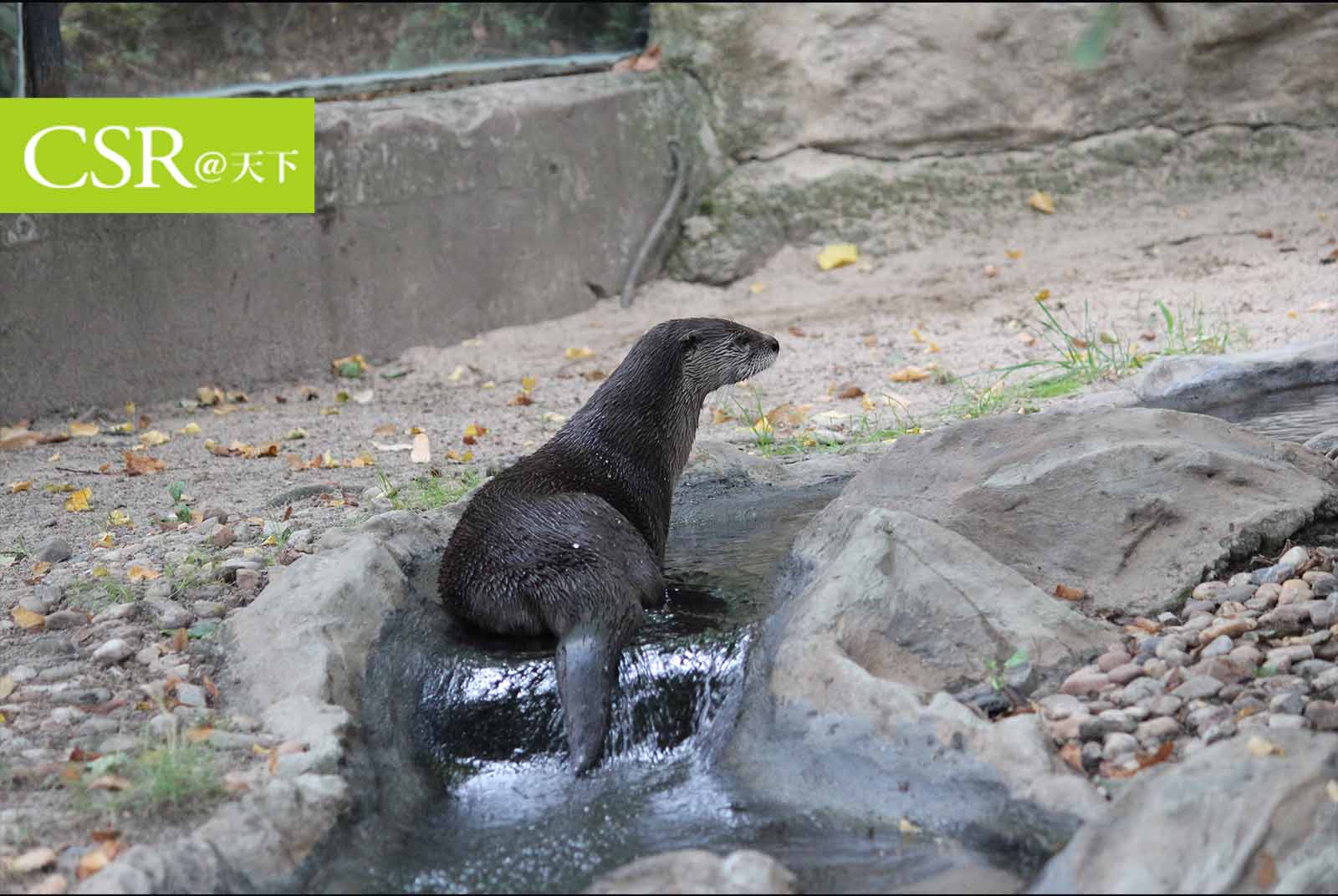 金門水獺、苗栗石虎　前瞻計畫為何成為破壞動物棲地的兇手？
