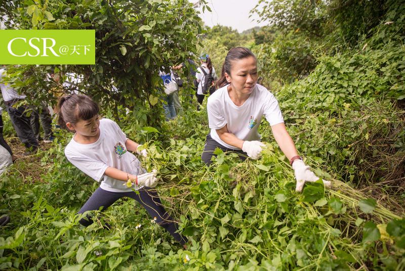 【2020CSR一百強】趕緊拔不手軟　金百利克拉克志工組「採花團」搶救森林