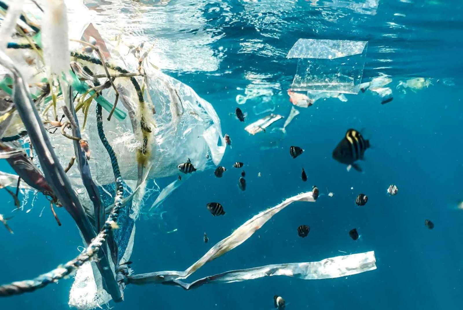 海洋垃圾哪裡來？研究：一半都是外帶塑膠容器