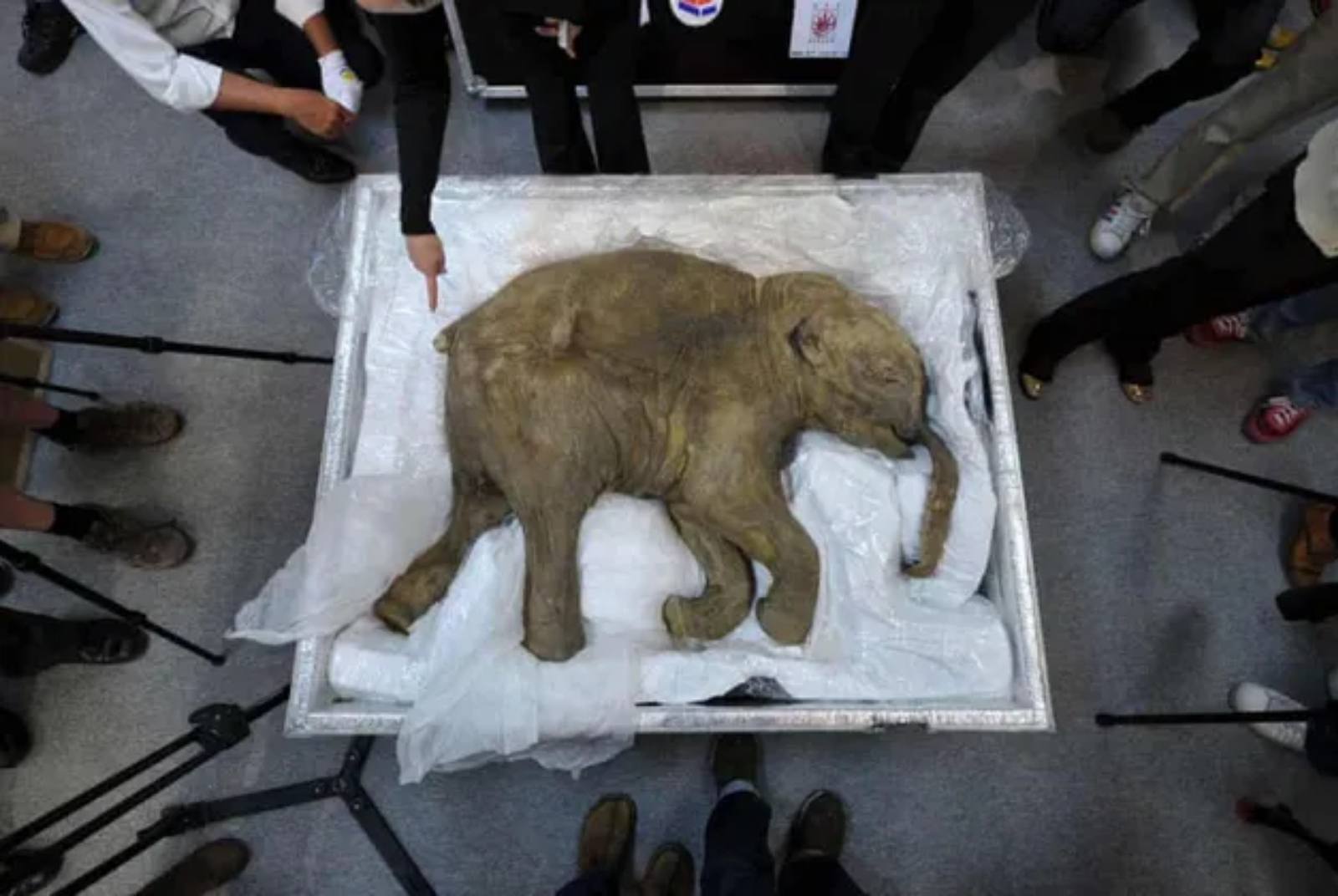 21世紀最狂：這間公司準備復活猛獁象　連馬斯克都看好？