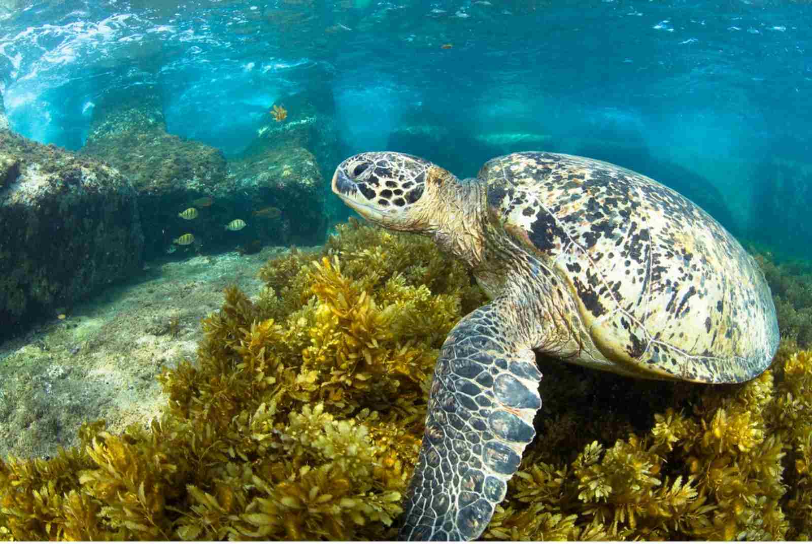 幫海龜點名！資料庫累計超過700隻　「海龜戶口名簿」網站上線