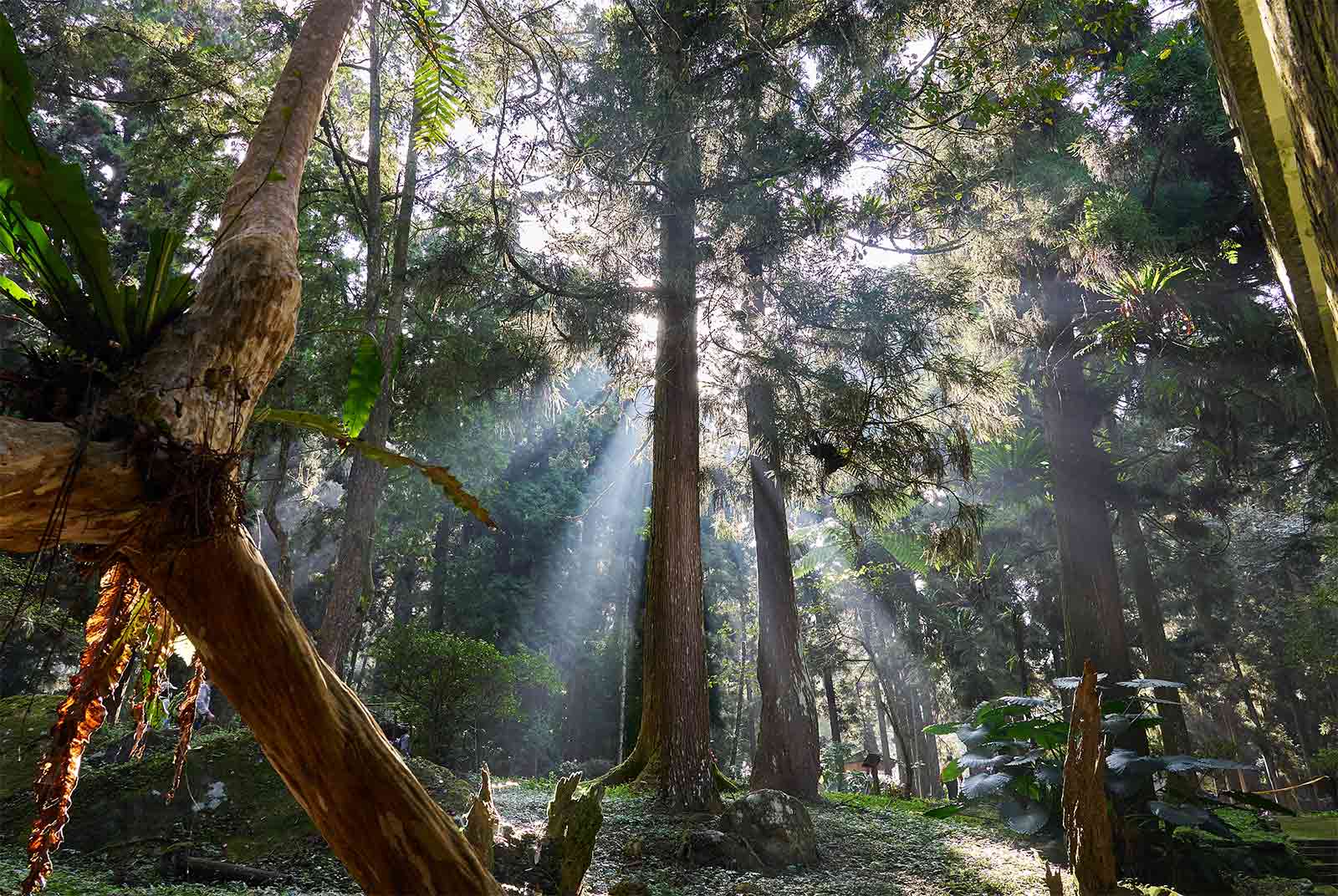 南投森林療育 探生物多樣性、覽木業風華