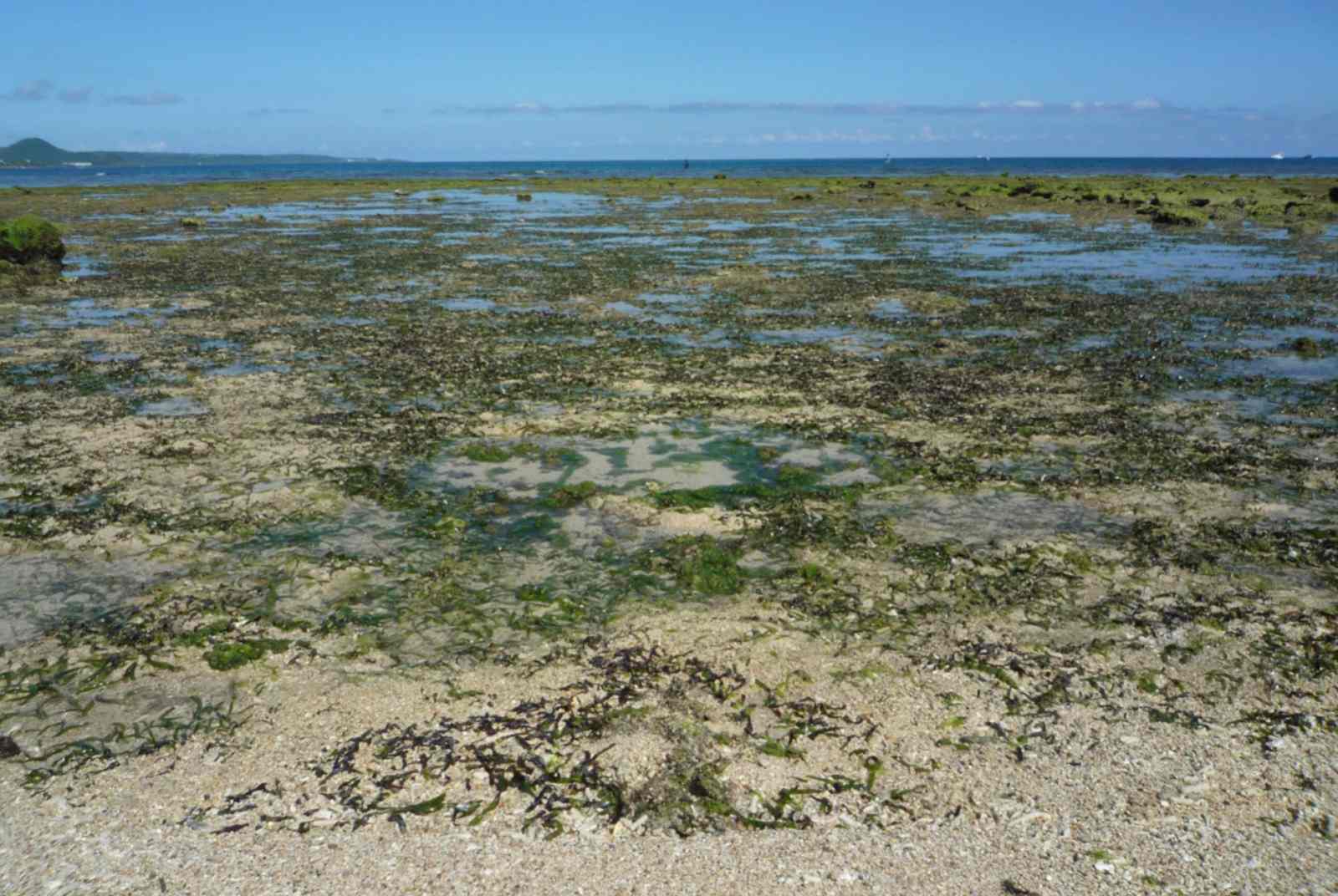 海委會公布本土藍碳方法學，攜手農業部爭取海洋碳匯納入國家溫排清冊及碳權認證
