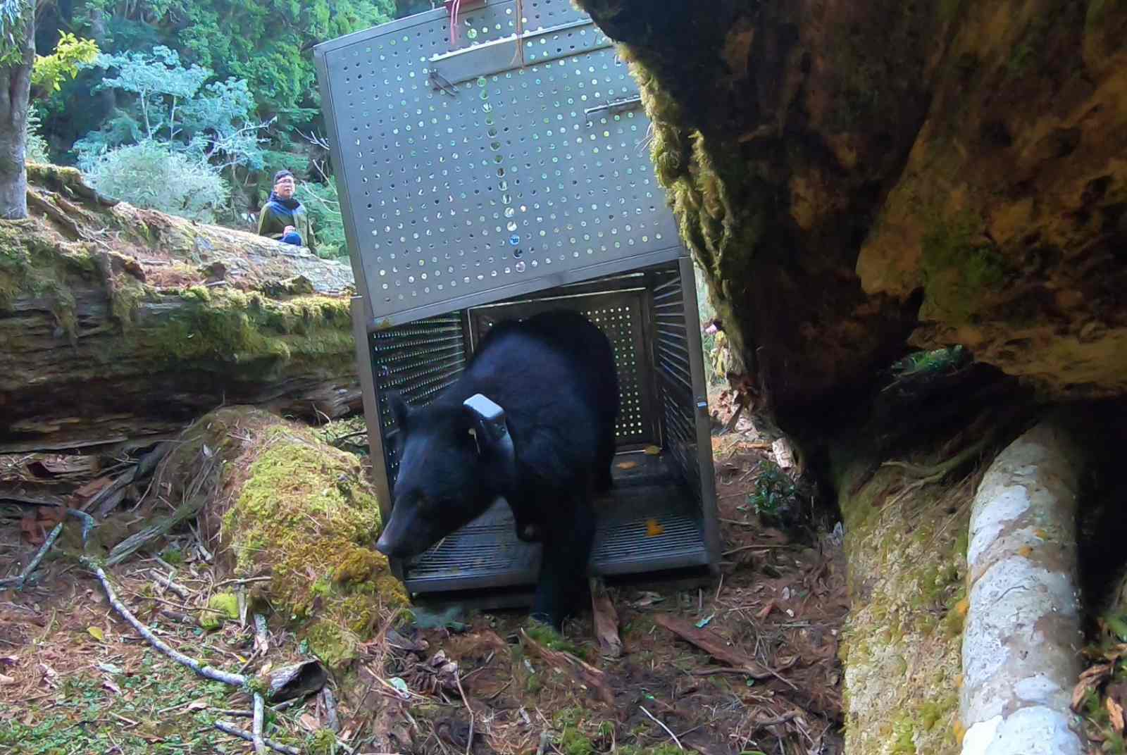 台灣黑熊下山來！花東海岸山脈、富里水稻田，都曾有黑熊出沒