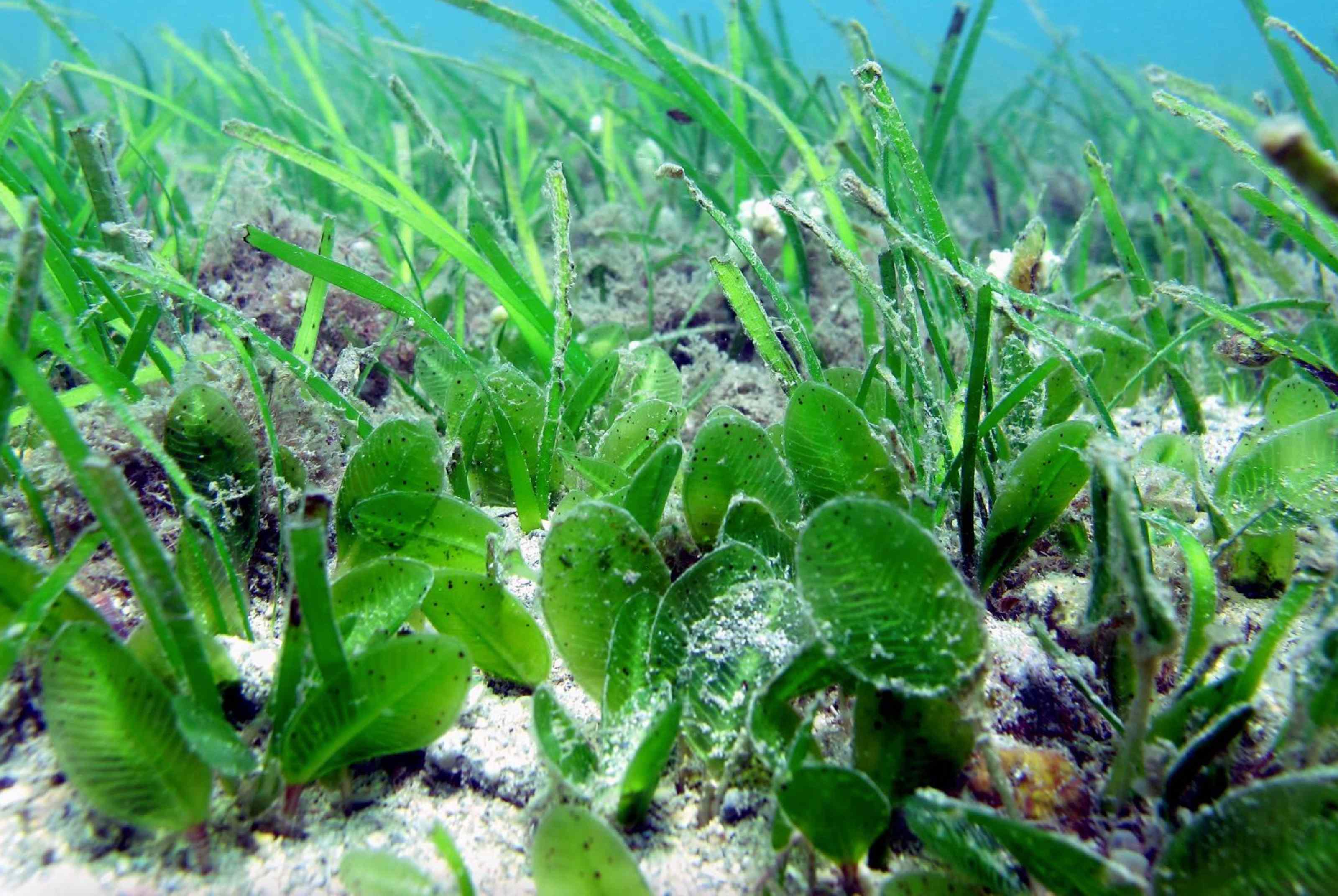 中信金提出CTBC30X30生物多樣性行動倡議，2030年前要啟動保護台灣自然環境的30件事