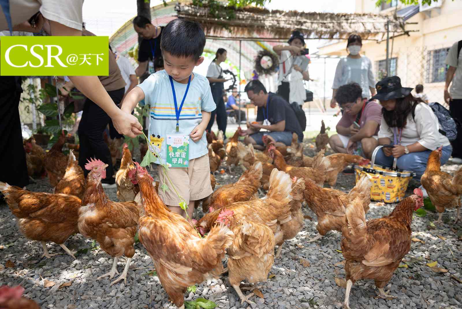 從生第一顆蛋到走完一生　友善養殖不僅強調動物福利，還關注雞的社交關係