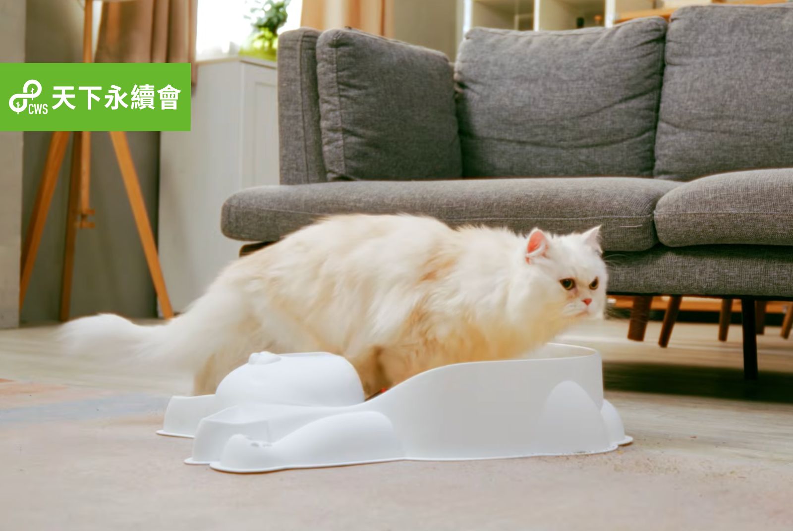 興中環保科技總經理王曉玟：帶領百年紙廠，用「貓窩」進攻寵物市場！